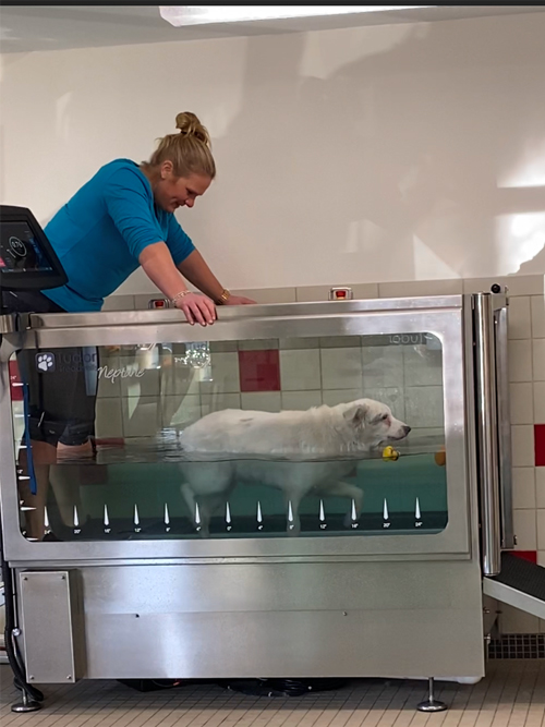 Pet Rehabilitation Center | Boston Animal Hospital
