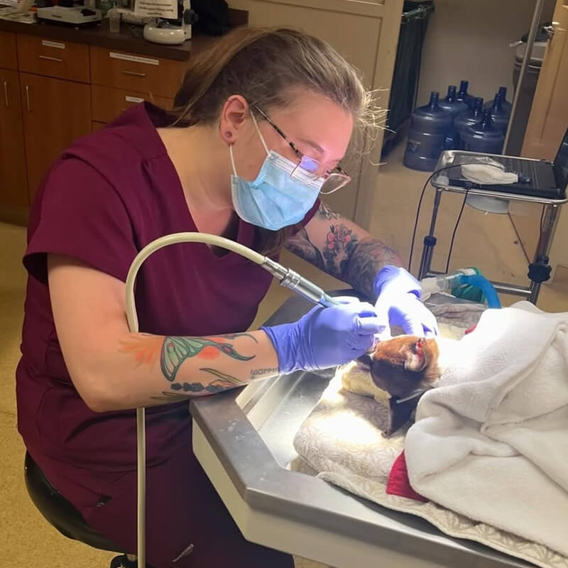 Vet performing a tooth cleaning on a cat