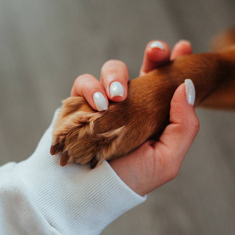 A hand holds a dog's paw affectionately