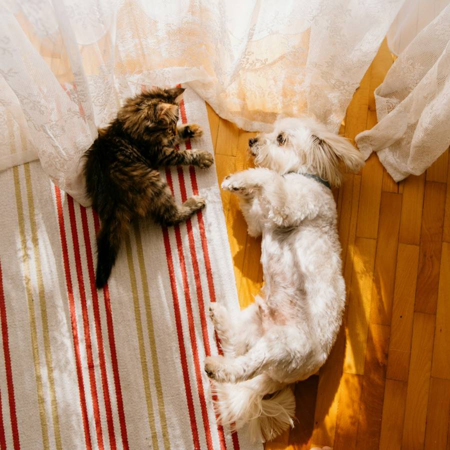 A tabby cat and a white dog lie on a striped rug and wooden floor, basking in sunlight