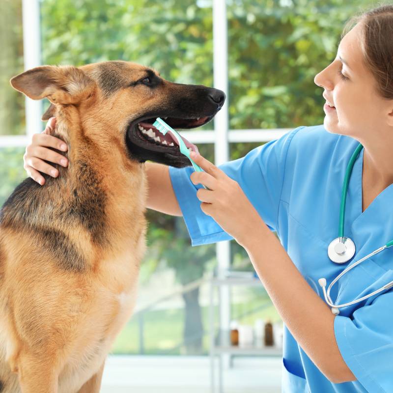 A vet brushes a German Shepherd's teeth