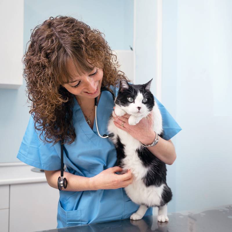 A vet in blue scrubs examines a black-and-white cat on an exam table