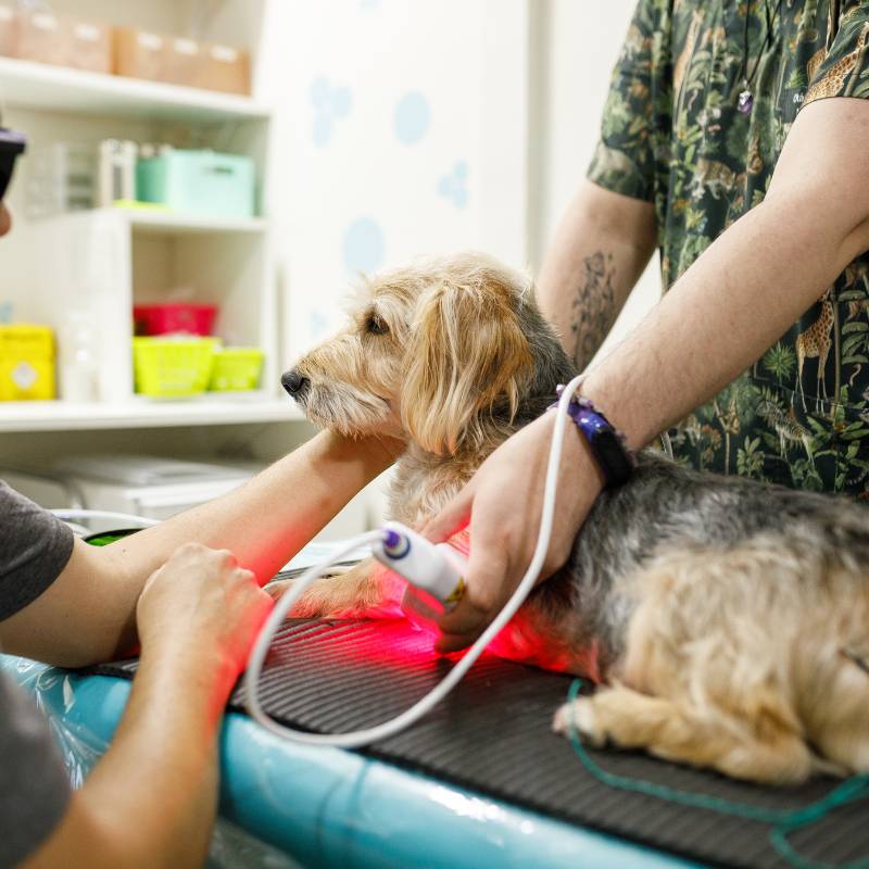 A vet uses a laser device on a dog