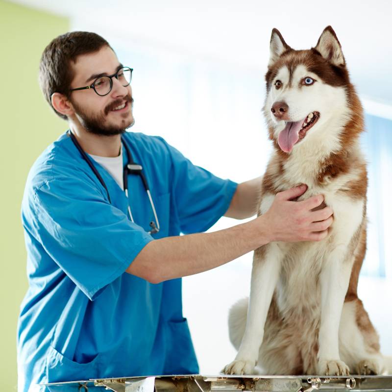 A veterinarian in blue scrubs examines a happy husky on a table A veterinarian in blue scrubs examines a happy husky on a table