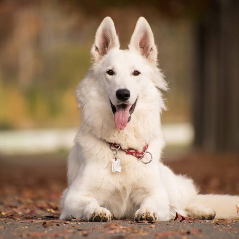 A white German Shepherd dog sits on autumn leaves