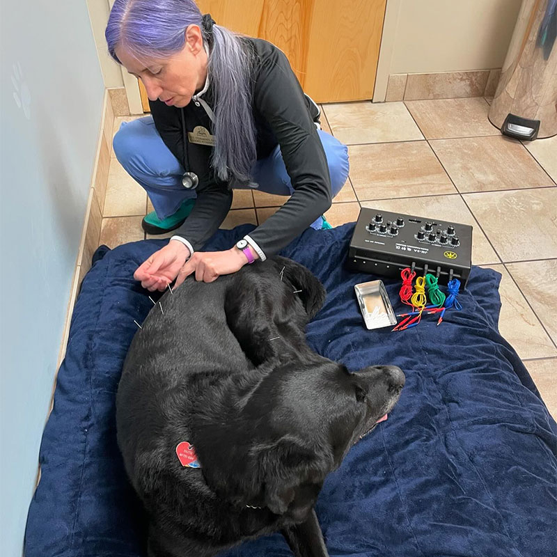 doctor treating the pet
