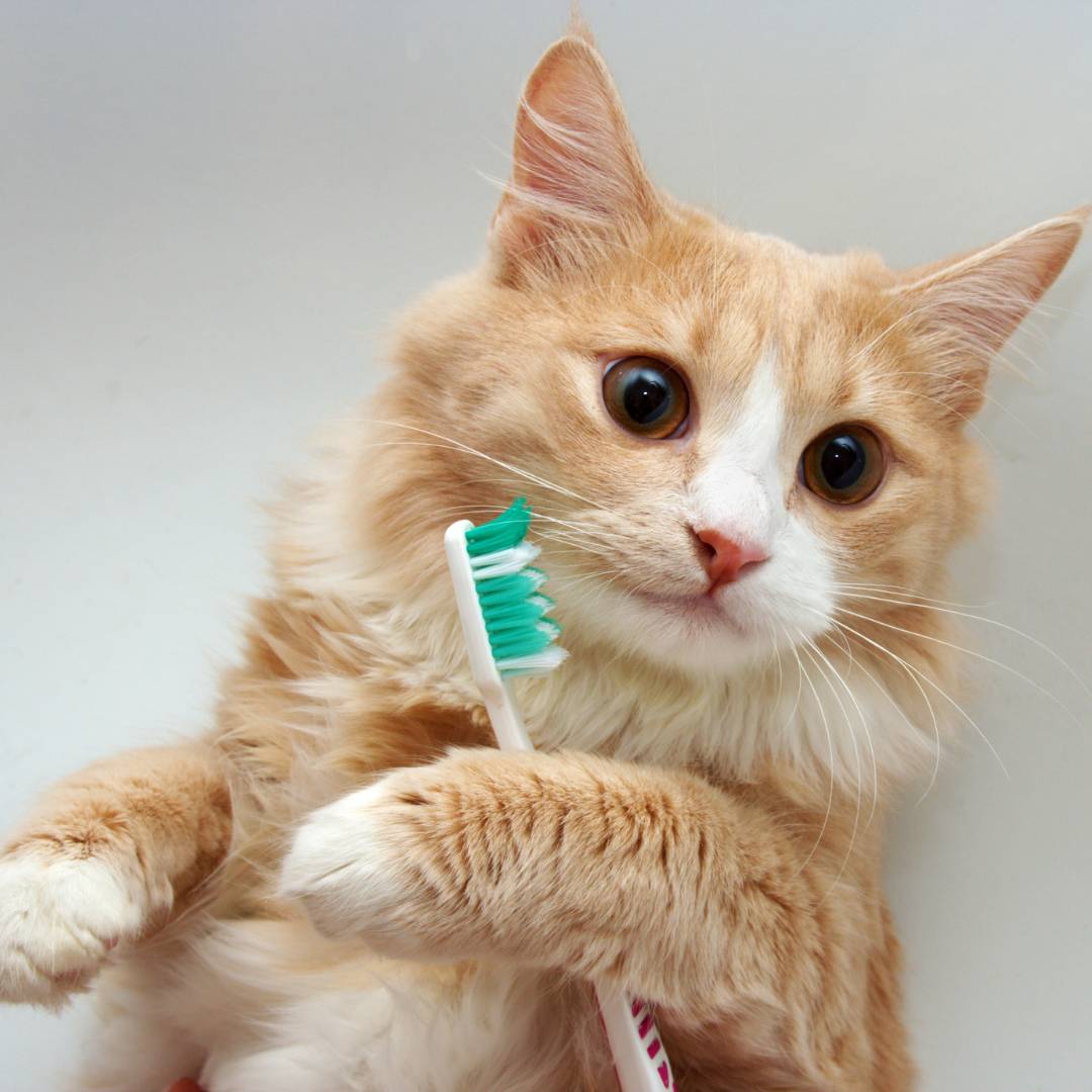 An orange cat holds a toothbrush with its paws