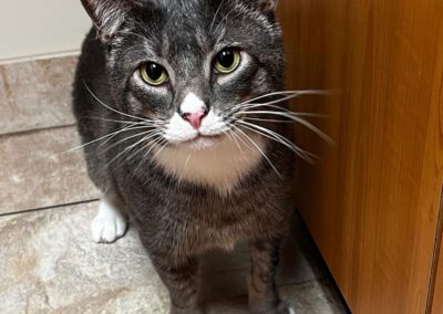 cat standing inside