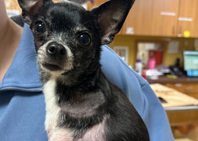 pet looking front