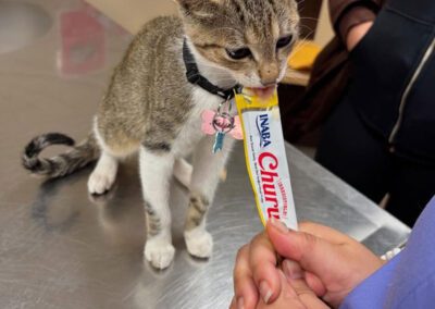 cat play with a girl