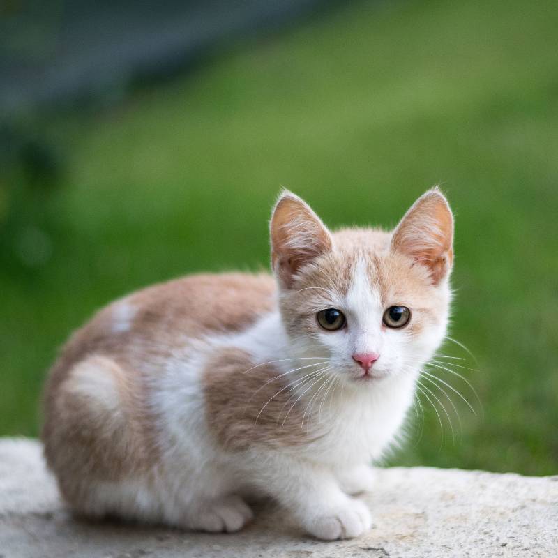 Cute kitten sitting outside