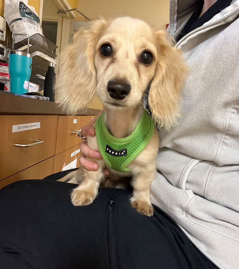 A small dog in a green harness sits comfortably on a person's lap, looking content and relaxed.<br />
