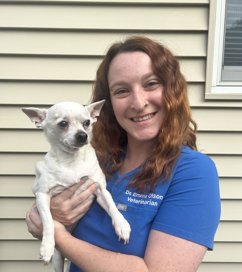 veterinarian holding the pet