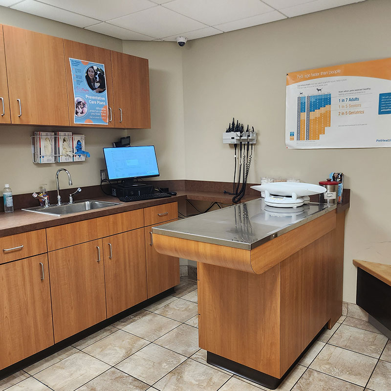 Exam table inside veterinary