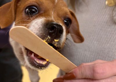 pet eating