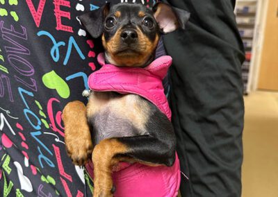 pet looking front