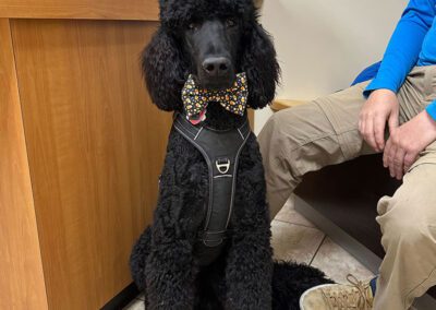 pet sitting inside veterinary