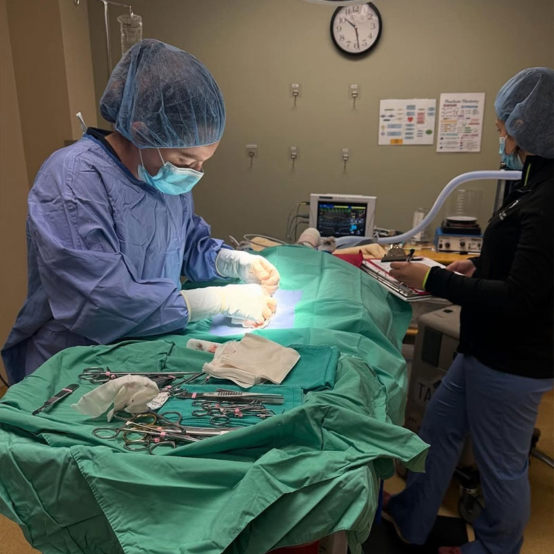 doctor perform surgery