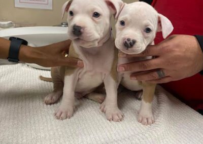 Twin puppies sitting on bed