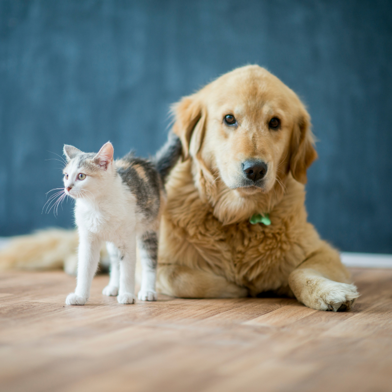 cat standing beside a dog