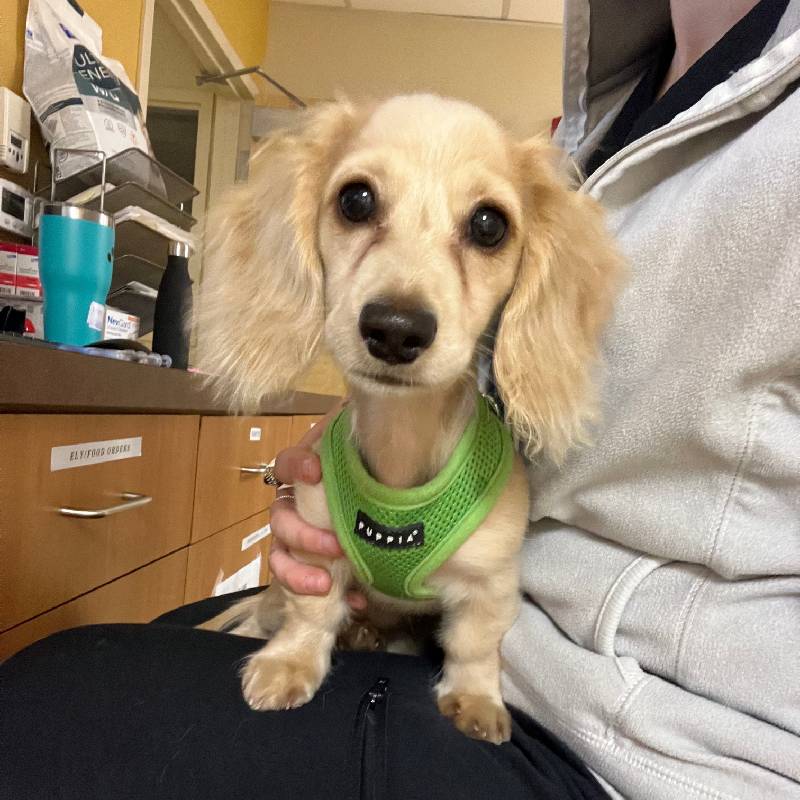 dog standing on the table
