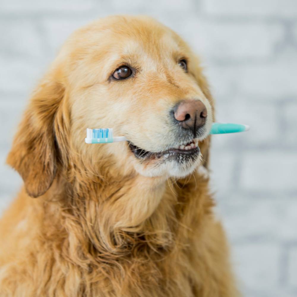 Golden retriever with toothbrush indoors