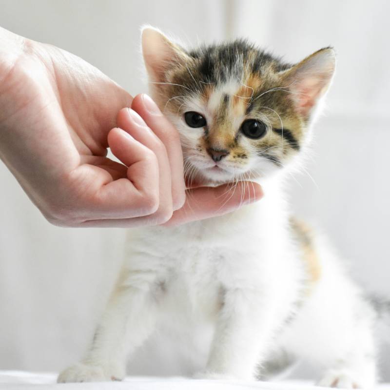 kitten care kitten care