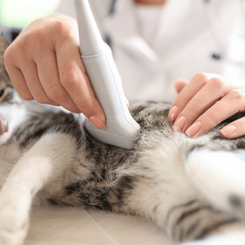 A vet examines a gray tabby cat with a bandaged leg