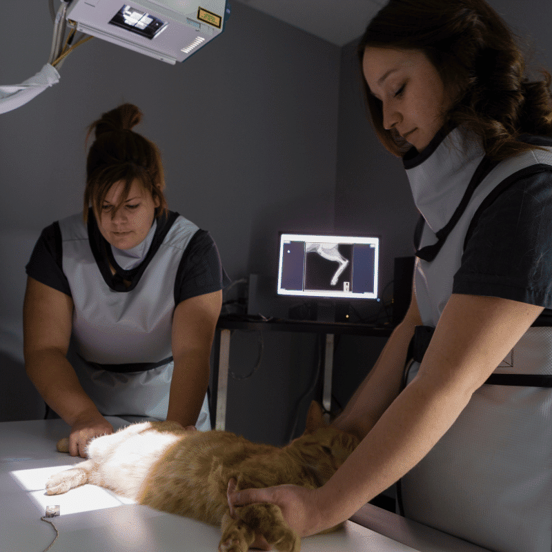 A woman feeds a white dog on outdoor steps