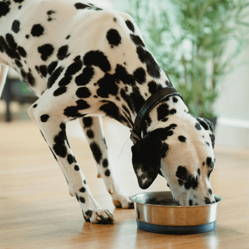 A woman feeds a white dog while a puppy eats from a bowl next to a bag of Complete Nutrition dog food