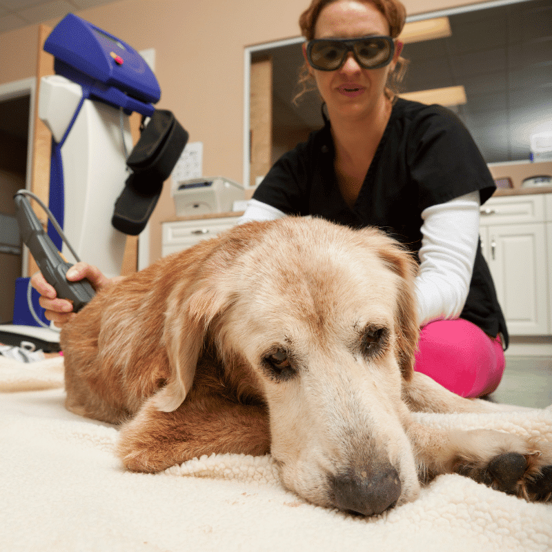 A vet uses a thermometer on a German Shepherd