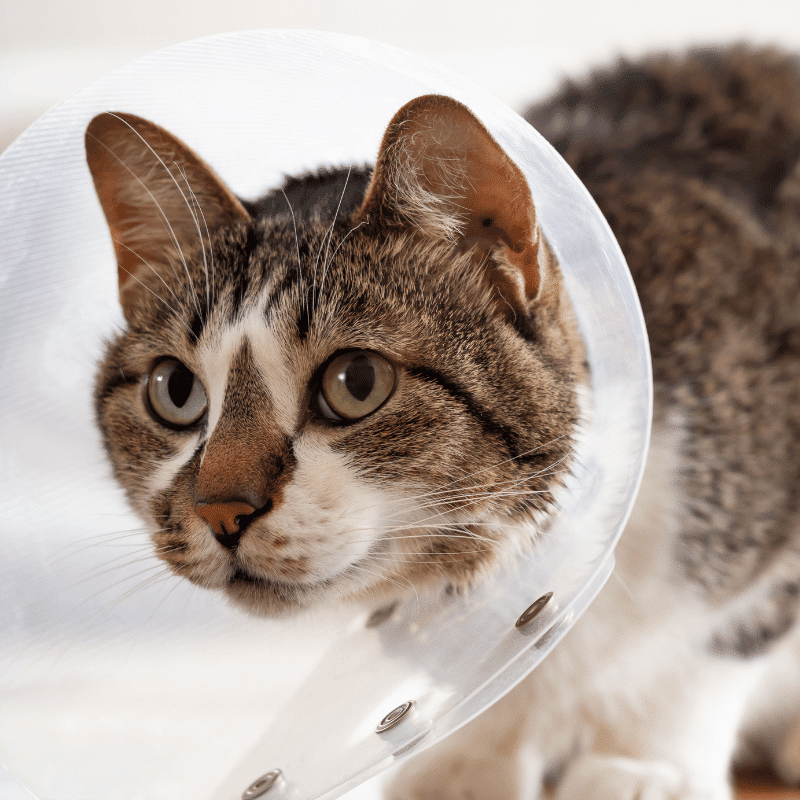 doctor treating the pet