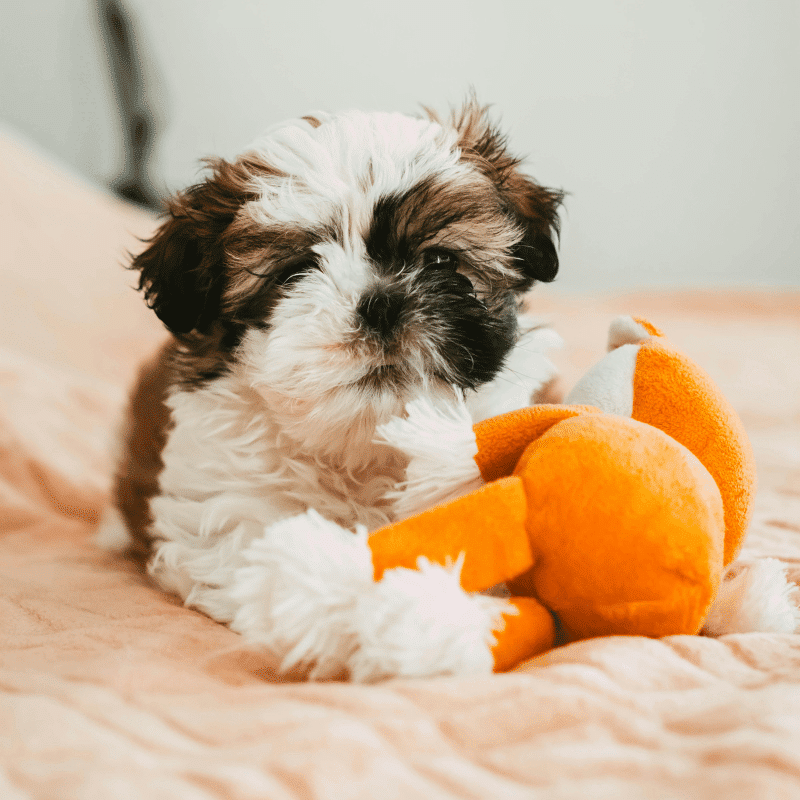 A hand holds a dog's paw affectionately