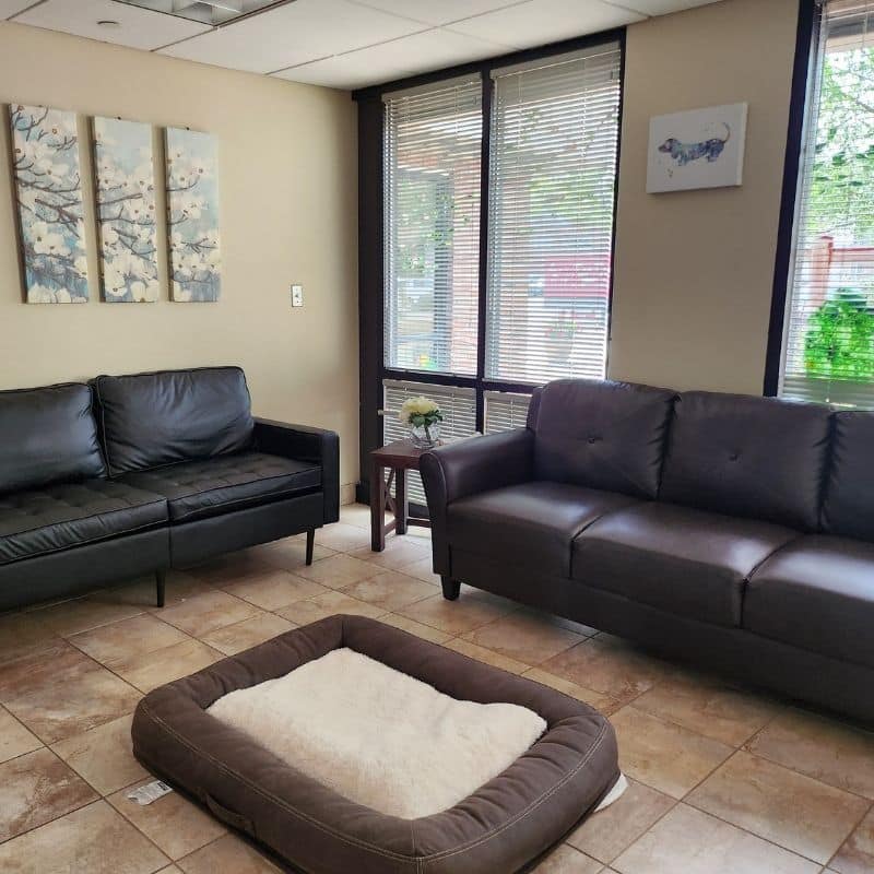 a Comfort Room with two leather couches and a dog bed