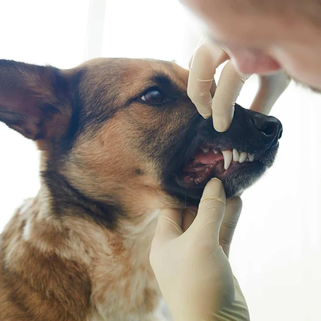 A woman takes a selfie with a black-and-white dog on a couch